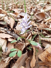 Corydalis repens
