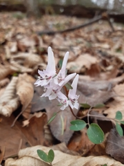 Corydalis repens