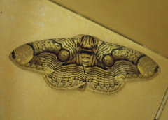 Brahmaea hearseyi
