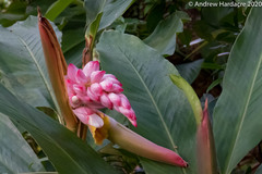 Alpinia hainanensis