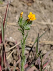 Amsinckia lycopsoides