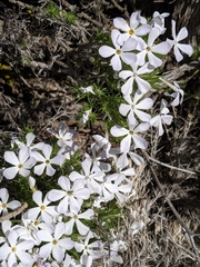 Phlox hoodii