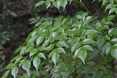 Radermachera sinica
