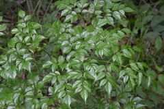 Radermachera sinica