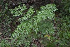 Radermachera sinica