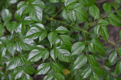 Radermachera sinica