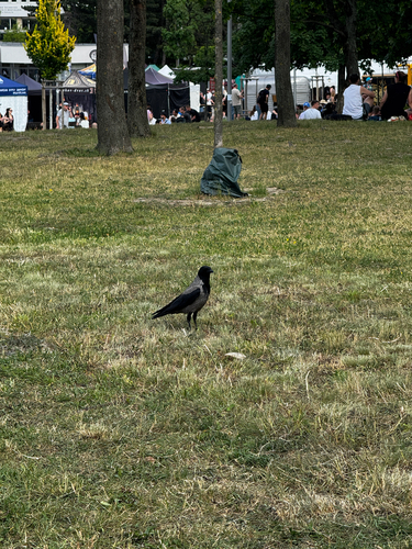 Hooded Crow