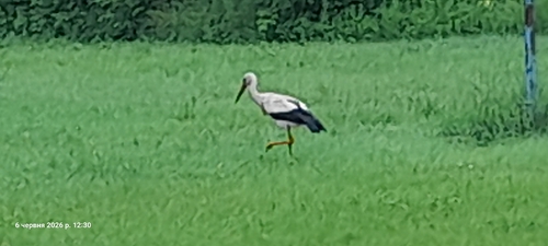iNaturalist image