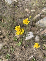 Chaenactis glabriuscula