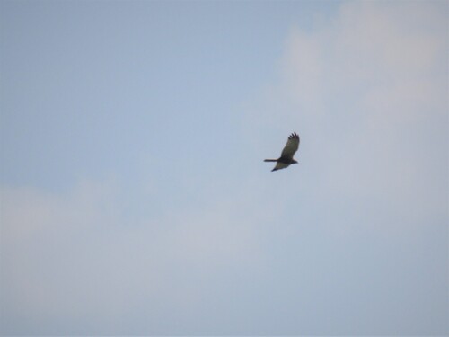 iNaturalist image