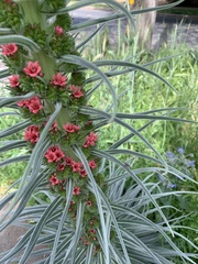 Echium pininana