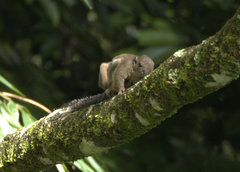 Callosciurus
