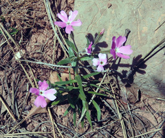 Phlox woodhousei