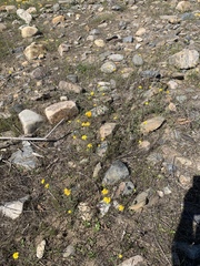 Chaenactis glabriuscula