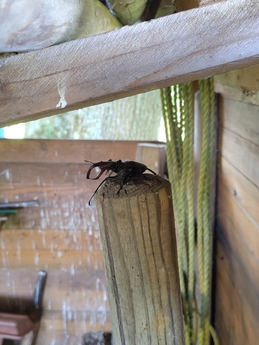 European Stag Beetle