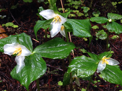 Trillium ovatum ovatum