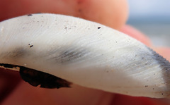 Pseudarcopagia decora