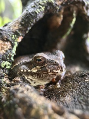 Hyla japonica