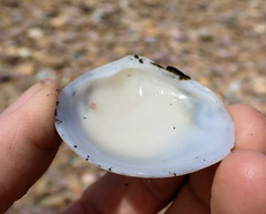 Pseudarcopagia decora