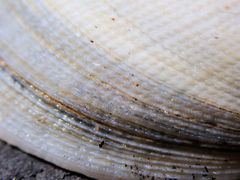 Pseudarcopagia decora