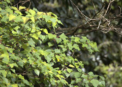 Homalanthus populifolius