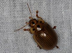 Paropsisterna intacta