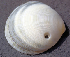 Pseudarcopagia decora