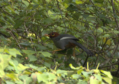 Pterorhinus treacheri