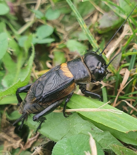 European Field Cricket
