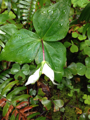 Trillium ovatum ovatum