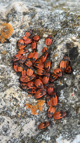 European Firebug