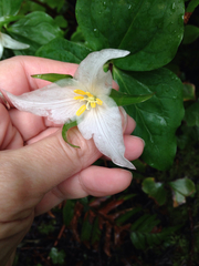 Trillium ovatum ovatum