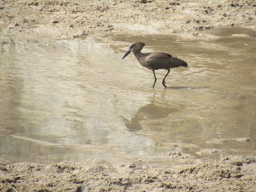 iNaturalist image