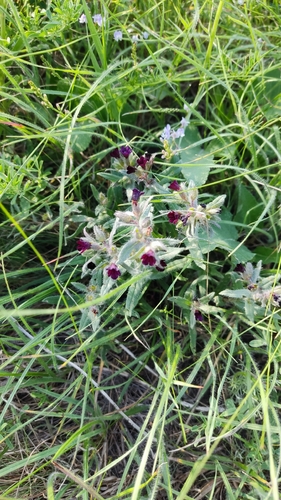 Brown Monkwort