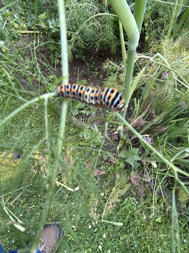 Old World Swallowtail