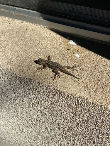 iNaturalist observation photo of Western Fence Lizard