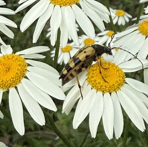 Spotted Longhorn Beetle