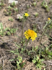 Chaenactis glabriuscula