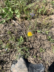 Chaenactis glabriuscula