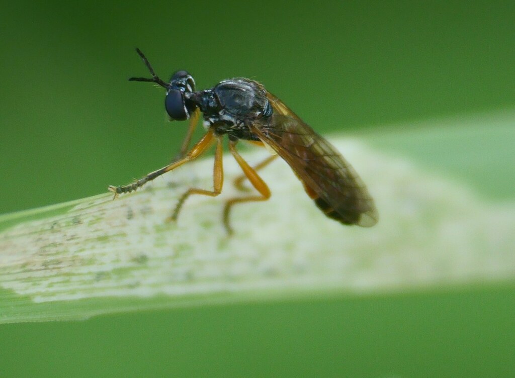 Dioctria calceata