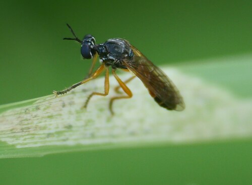Dioctria calceata