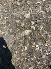 Chaenactis glabriuscula