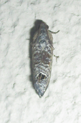 Cryptophlebia peltastica