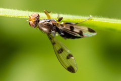 Geomyza tripunctata