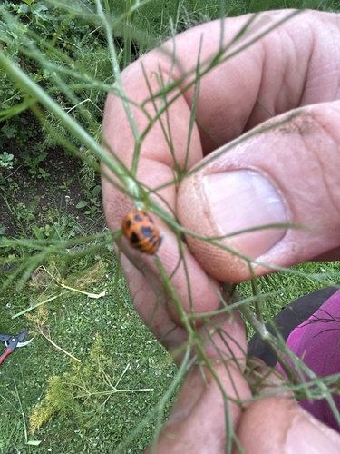 Asian Lady Beetle