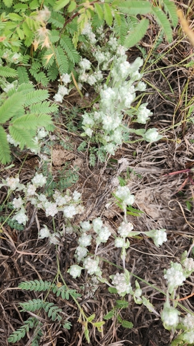 Diaperia verna, photograph 4