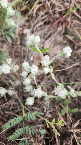 Diaperia verna, photograph 5