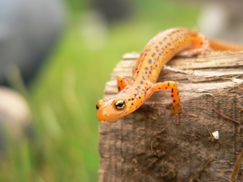 Long-tailed Salamander