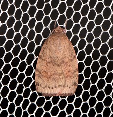 Austrocarea iocephala