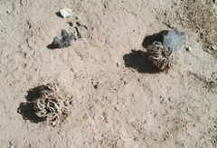 Anastatica hierochuntica